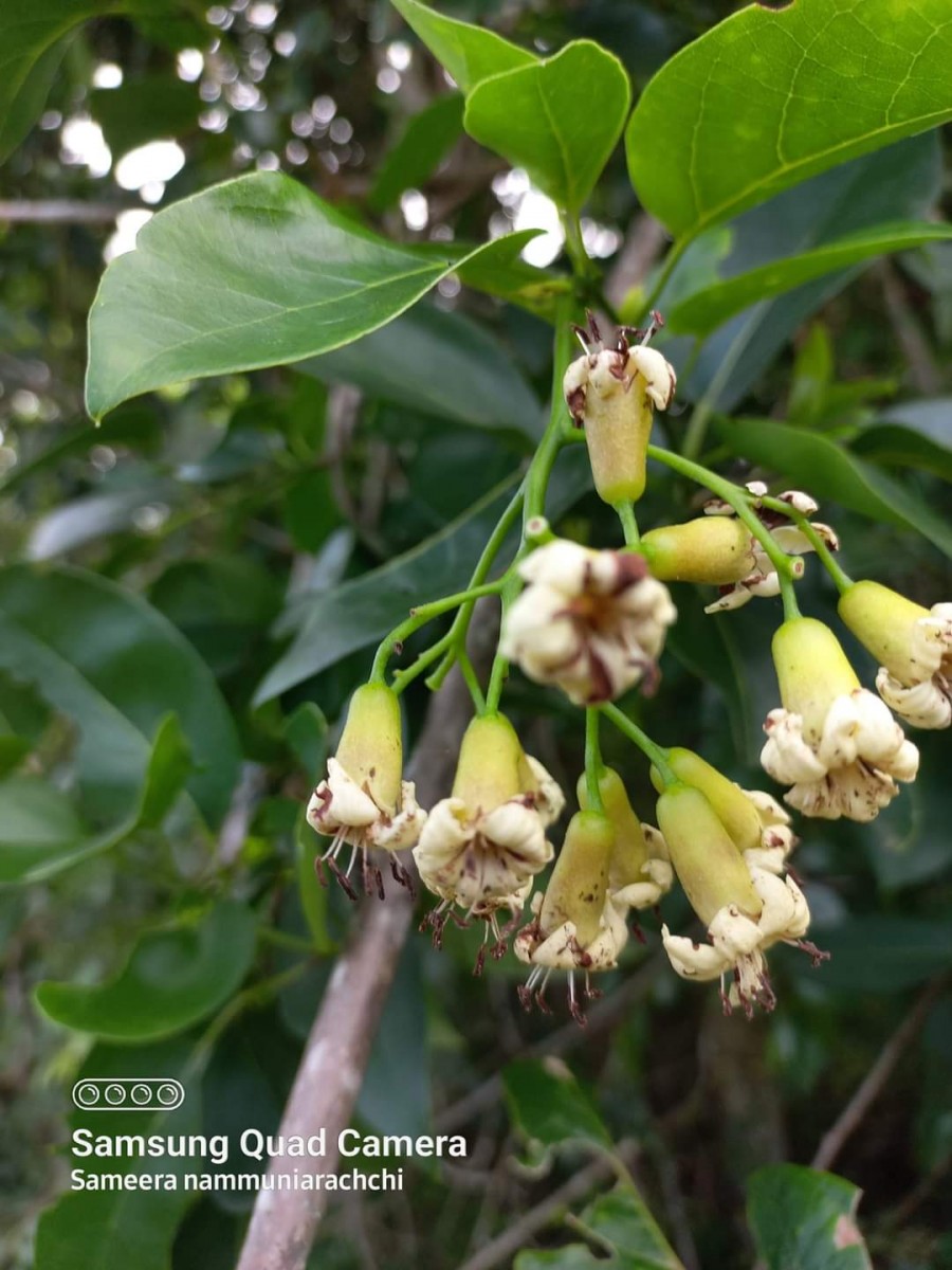 Cordia oblongifolia Thwaites